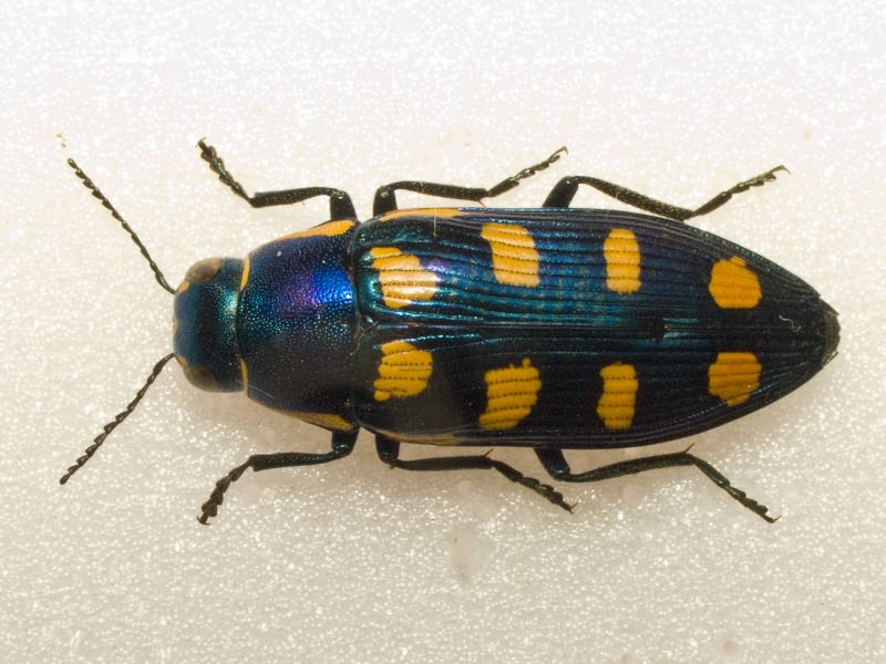 Buprestis octoguttata octoguttata Linnaeus, 1758